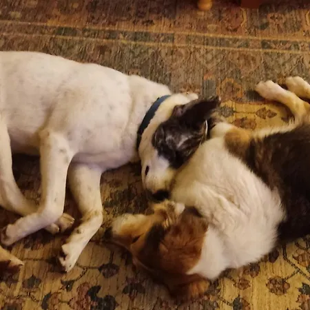 ホームステイ Yourspot Project - Shared - Private - West Peloponnese *